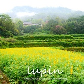 貓空樟樹步道賞魯冰花 貓空樟樹步道賞魯冰花