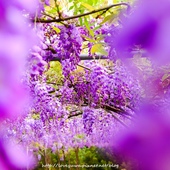 紫藤咖啡園淡水天元宮紫藤秘境 紫藤咖啡園淡水天元宮紫藤秘境