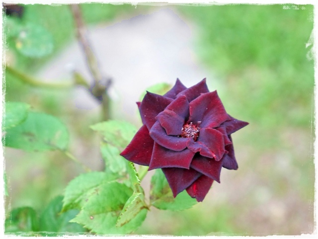 臺北玫瑰園秋季玫瑰展