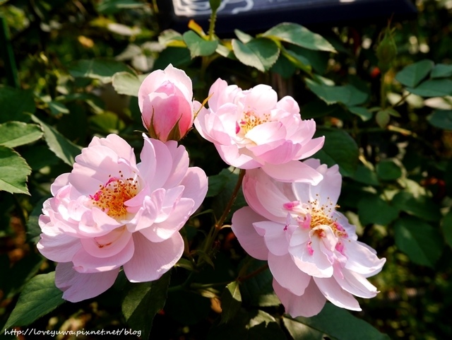 台北花博新生玫瑰園 台北花博新生玫瑰園