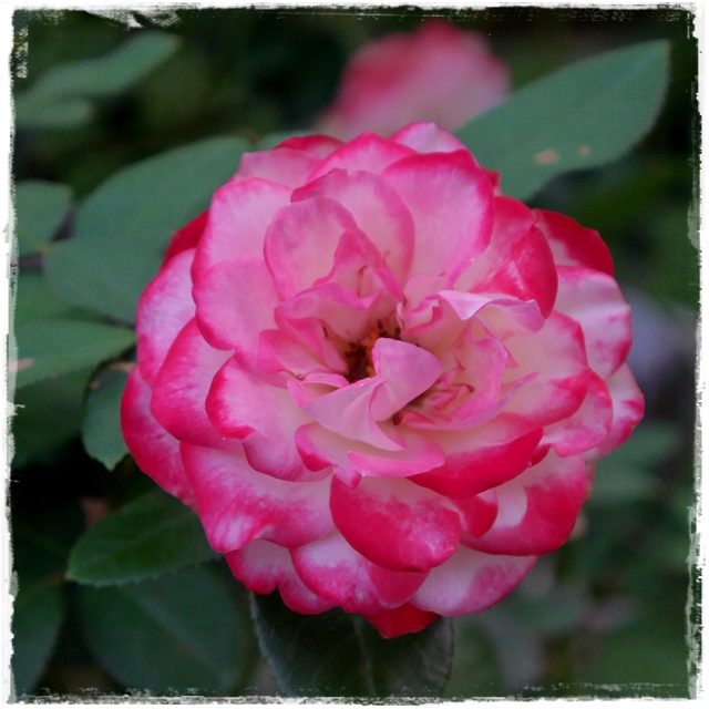 臺北玫瑰園秋季玫瑰展