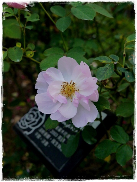 臺北玫瑰園秋季玫瑰展