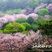 陽明山內厝溪櫻木花廊吉野櫻秘境 陽明山內厝溪櫻木花廊吉野櫻秘境