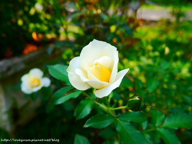 台北花博新生玫瑰園 台北花博新生玫瑰園