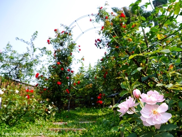 台北花博新生玫瑰園 台北花博新生玫瑰園
