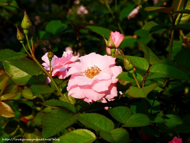 台北花博新生玫瑰園 台北花博新生玫瑰園