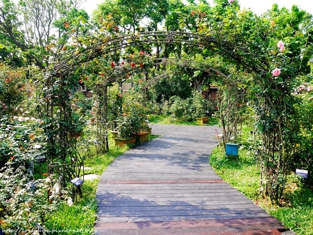 台北花博新生玫瑰園 台北花博新生玫瑰園