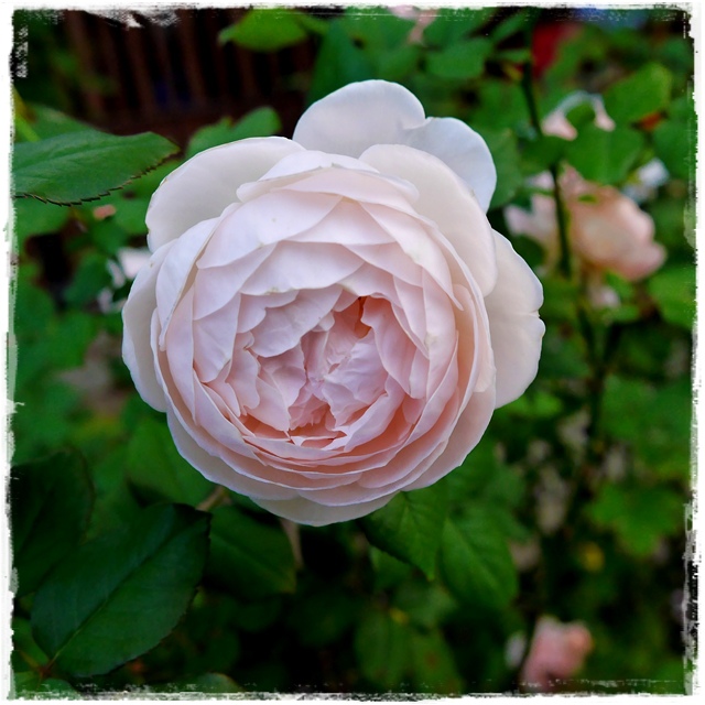 臺北玫瑰園秋季玫瑰展