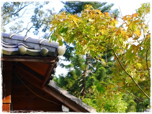 三峽大寮茶文館：【新北◍•ᴗ•◍三峽】大寮茶文館-日式建築喫茶館｜一秒到日本，賞楓喫茶趣