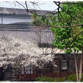 三峽大寮茶文館：【新北◍•ᴗ•◍三峽】大寮茶文館-日式建築喫茶館｜一秒到日本，賞楓喫茶趣