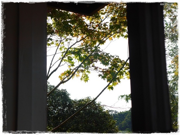 三峽大寮茶文館：【新北◍•ᴗ•◍三峽】大寮茶文館-日式建築喫茶館｜一秒到日本，賞楓喫茶趣