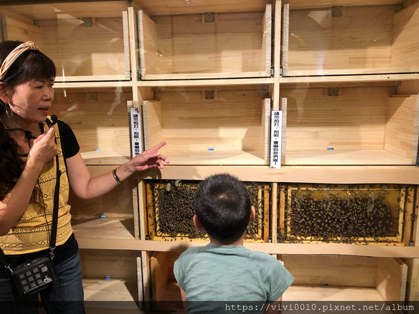 圓圓家出去玩-《南投景點》宏基蜜蜂生態農場，親子同遊好去處，來場與小蜜蜂的親密接觸