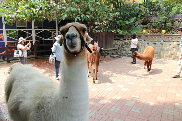 今夜星辰休閒農場：【彰化景點】今夜星辰休閒農場。超浪漫的LOVE愛心場景/童話般的婚紗外拍場景/草泥馬&駱馬&小動物餵食/情侶親子的輕旅行