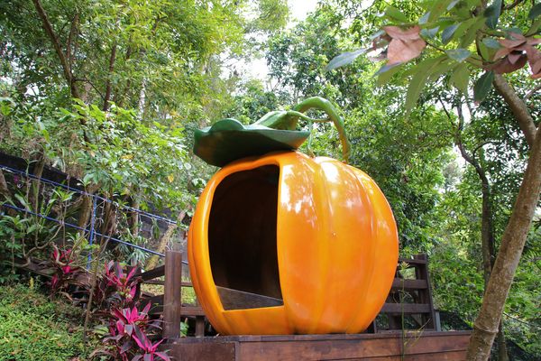 今夜星辰休閒農場：【彰化景點】今夜星辰休閒農場。超浪漫的LOVE愛心場景/童話般的婚紗外拍場景/草泥馬&駱馬&小動物餵食/情侶親子的輕旅行