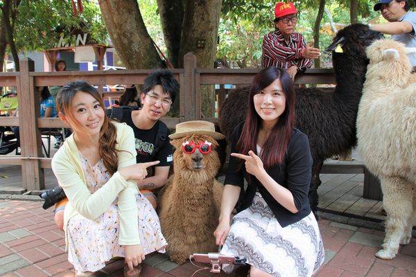 今夜星辰休閒農場：【彰化景點】今夜星辰休閒農場。超浪漫的LOVE愛心場景/童話般的婚紗外拍場景/草泥馬&駱馬&小動物餵食/情侶親子的輕旅行