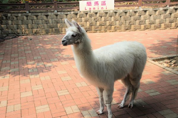 今夜星辰休閒農場：【彰化景點】今夜星辰休閒農場。超浪漫的LOVE愛心場景/童話般的婚紗外拍場景/草泥馬&駱馬&小動物餵食/情侶親子的輕旅行