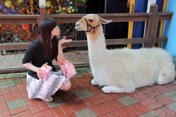 今夜星辰休閒農場：【彰化景點】今夜星辰休閒農場。超浪漫的LOVE愛心場景/童話般的婚紗外拍場景/草泥馬&駱馬&小動物餵食/情侶親子的輕旅行