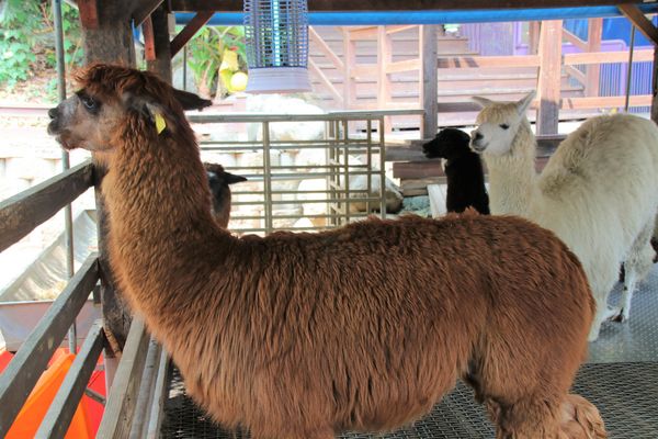 今夜星辰休閒農場：【彰化景點】今夜星辰休閒農場。超浪漫的LOVE愛心場景/童話般的婚紗外拍場景/草泥馬&駱馬&小動物餵食/情侶親子的輕旅行