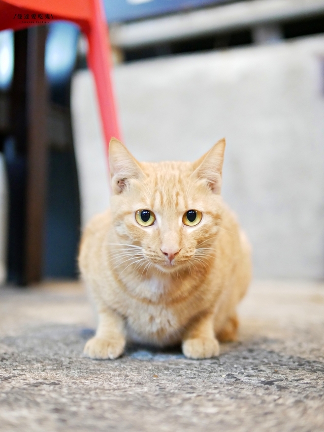 浮誇系成大美食!超吸睛米奇豬油拌飯吃起來『府城騷烤家』整隻龍蝦抓起來嗑也太過癮啦!台南美食|台南東區|台南宵夜 - 曼達愛吃鬼