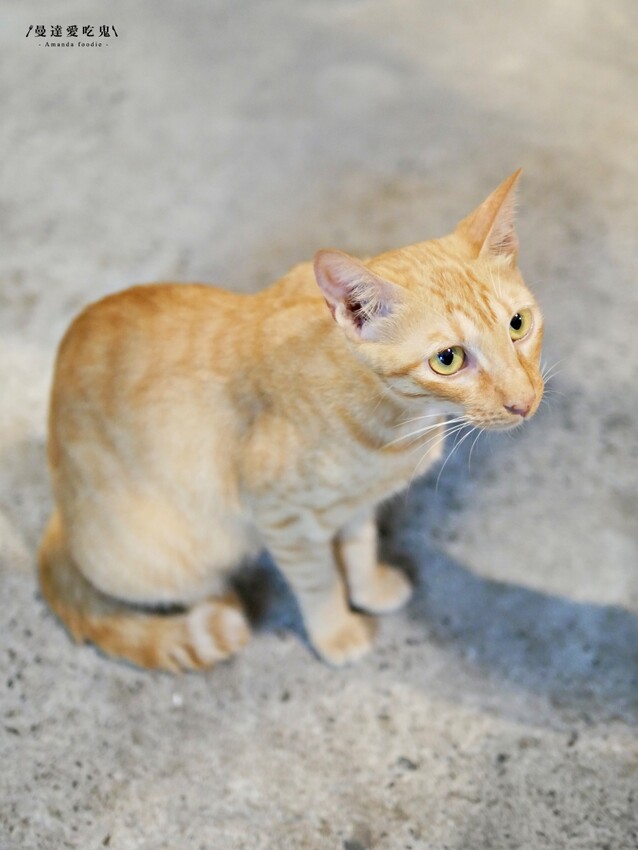 台南美食『府城騷烤家』蟹黃滿成這樣真的犯規犯規，期間限定川燙小卷、炭烤紅蟳吃起來！