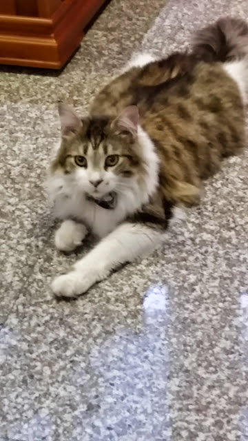 【新竹】晴空貓窩．希望永遠放晴的咖啡館