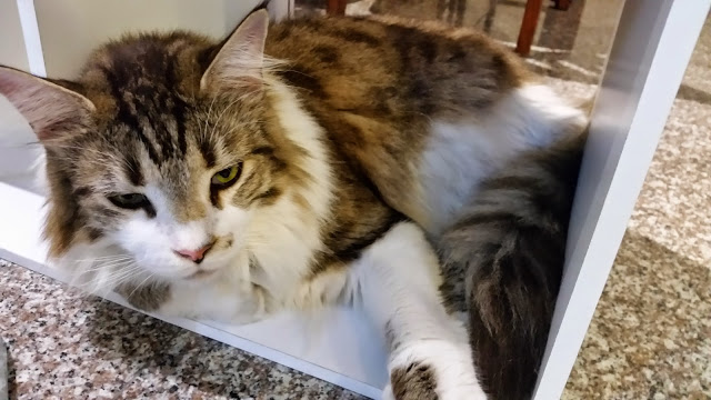 【新竹】晴空貓窩．希望永遠放晴的咖啡館