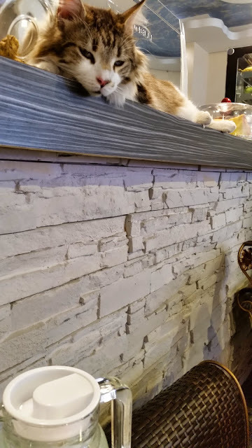 【新竹】晴空貓窩．希望永遠放晴的咖啡館