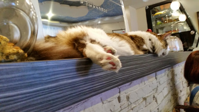 【新竹】晴空貓窩．希望永遠放晴的咖啡館