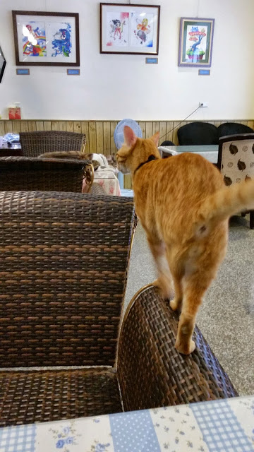 【新竹】晴空貓窩．希望永遠放晴的咖啡館