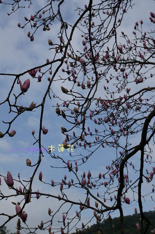 19花况~淡水秘境清幽花园~枫树湖古道~四爷钟爱水泽木兰(莲)花园地图!
