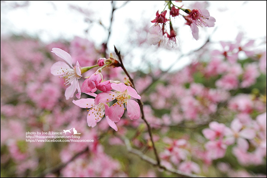 DSC_0485.JPG DSC_0485.JPG