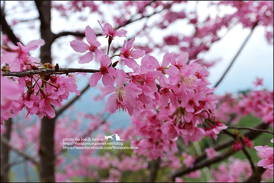 DSC_0466.JPG DSC_0466.JPG