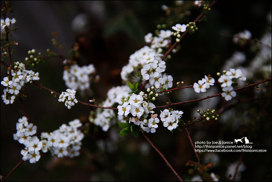 130A0871.JPG 130A0871.JPG