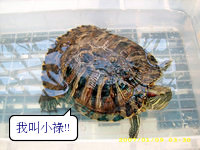 崔記茶餐廳：崔記茶餐廳...  曄!!!  咁多料～