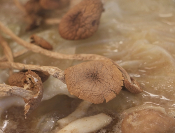 屏東 潮州。牛大福沙茶火鍋城，新鮮現切厚切牛肉