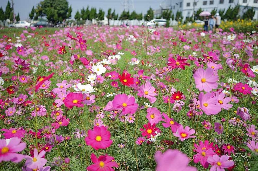 台中景點，2019大雅小麥文化節