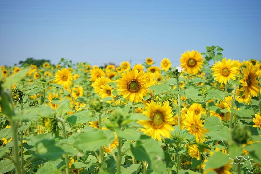 台中景點，2019大雅小麥文化節