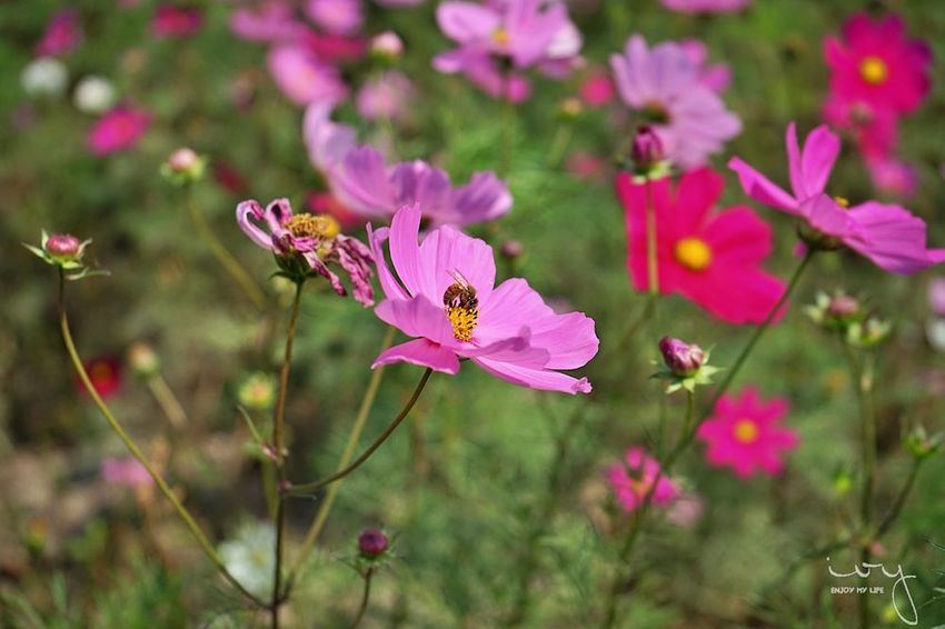 台中景點，2019大雅小麥文化節