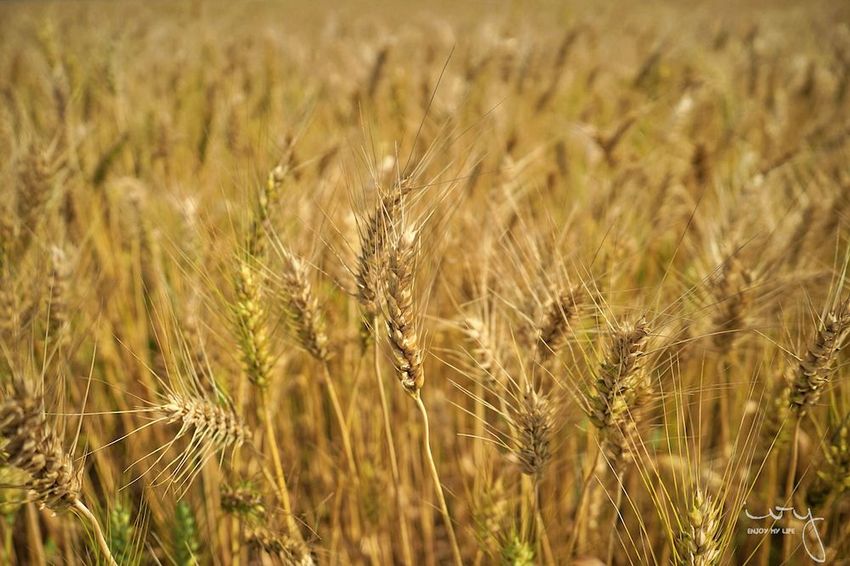 台中景點，2019大雅小麥文化節