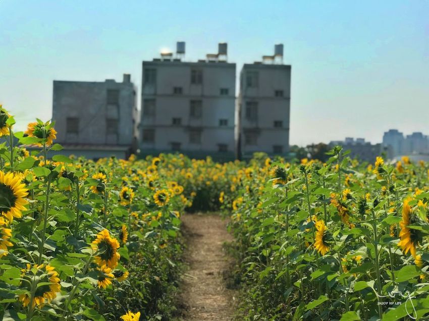 台中景點，2019大雅小麥文化節
