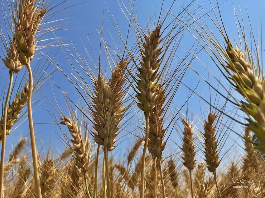 台中景點，2019大雅小麥文化節