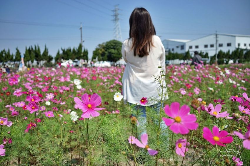 台中景點，2019大雅小麥文化節