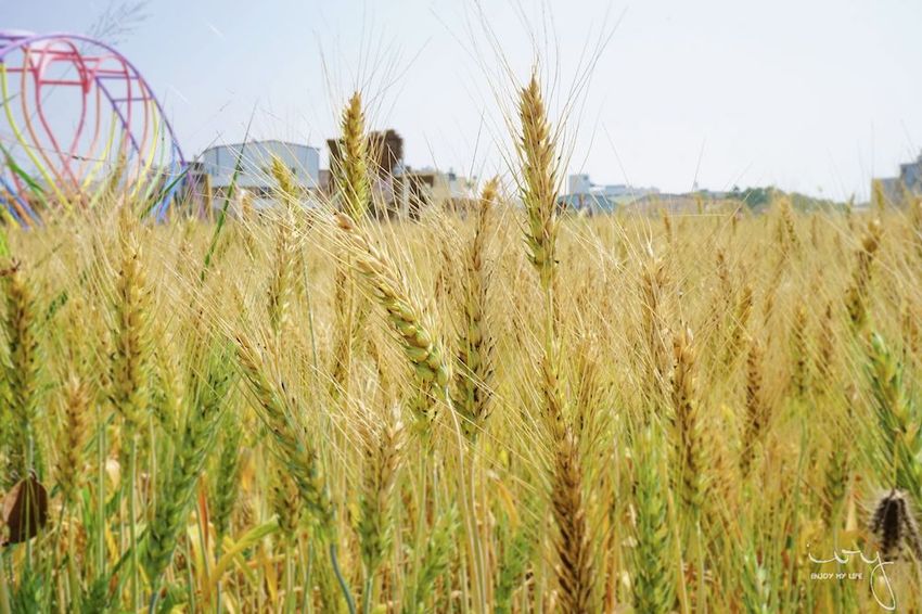 台中景點，2019大雅小麥文化節
