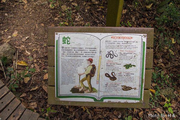 柴山步道：【遊記】｛高雄。鼓山區｝與猴子一起在柴山步道大健走