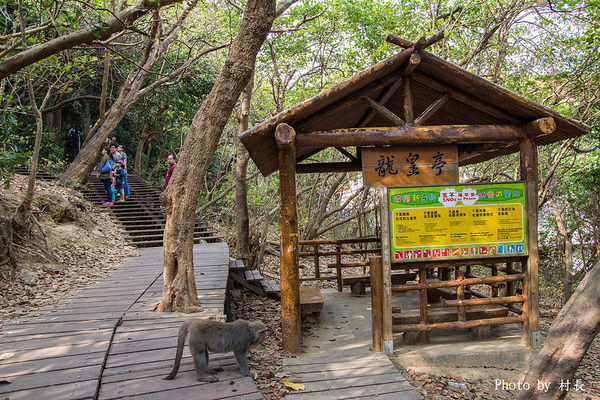 柴山步道：【遊記】｛高雄。鼓山區｝與猴子一起在柴山步道大健走