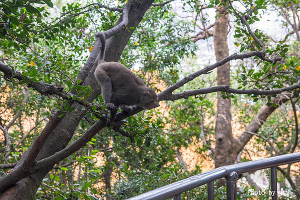 柴山步道：【遊記】｛高雄。鼓山區｝與猴子一起在柴山步道大健走