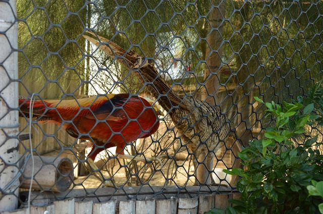 椰庭景觀餐廳35