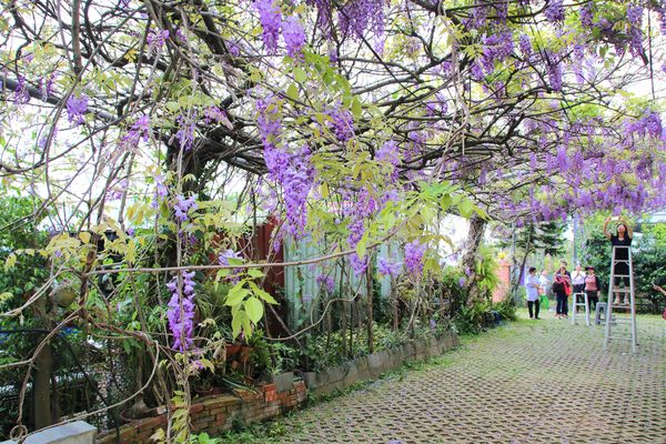 詠惠生技:【台中景點】新社詠惠生技紫藤花園~免費參觀紫色迷幻的祕密花園/農場共應拍照用的梯子/小小順遊景點