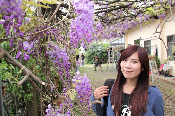 詠惠生技:【台中景點】新社詠惠生技紫藤花園~免費參觀紫色迷幻的祕密花園/農場共應拍照用的梯子/小小順遊景點