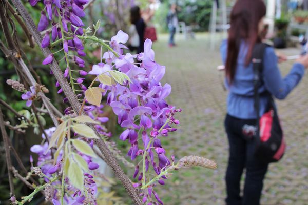 詠惠生技:【台中景點】新社詠惠生技紫藤花園~免費參觀紫色迷幻的祕密花園/農場共應拍照用的梯子/小小順遊景點
